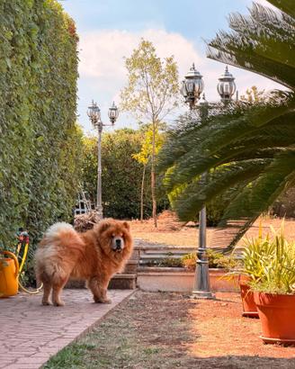 Cuccioli chow