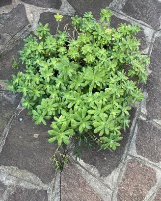 Pianta grassa