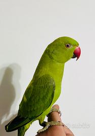 Parrocchetto dal colare