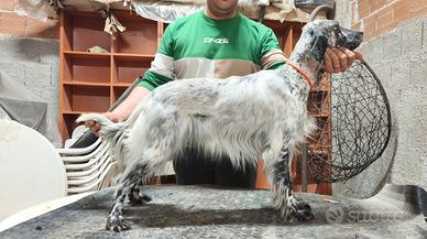 Setter inglese bianco nero