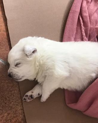 Cuccioli maremmani