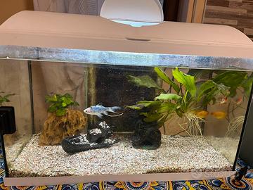 Acquario 60L
