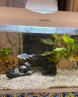 Acquario 60L