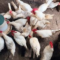 Galletti di livornese bianca