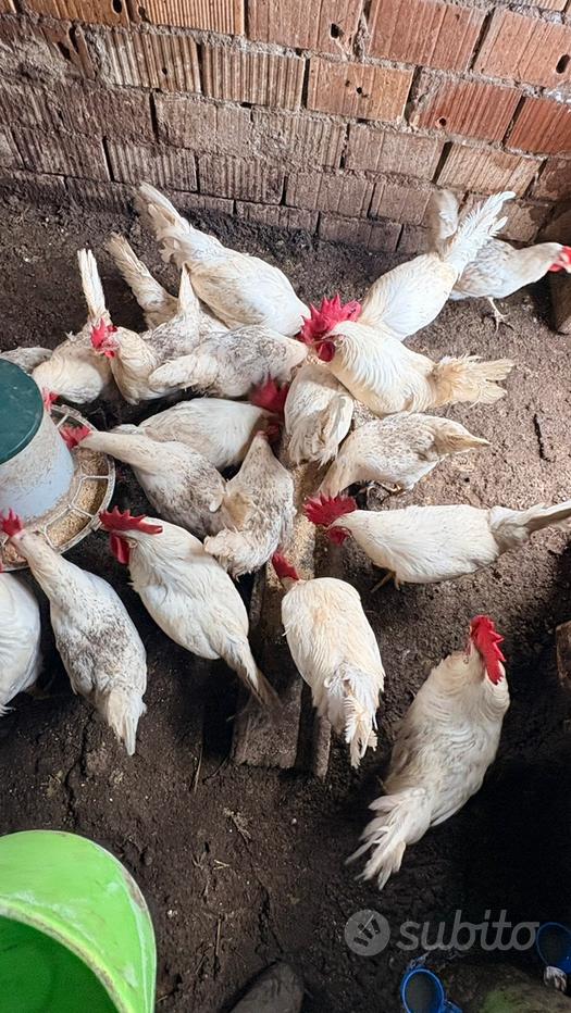 18 Uova Bianche Fresche Alta Qualità da Galline Livornesi (3 Confezioni