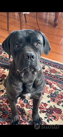 Cane corso