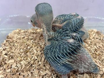 Parricchetto dal collare