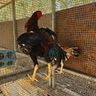 galline-shamo-gigante