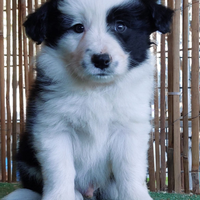 Border Collie cuccioli disponibili