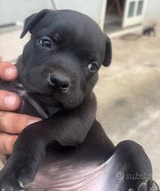 Staffordshire bull terrier (staffy)
