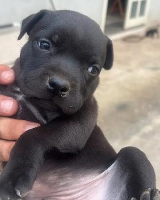 Staffordshire bull terrier (staffy)