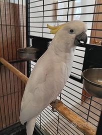 Pappagalli