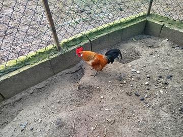 Olandese nana