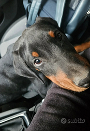 Dobermann