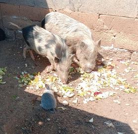 Minipig giuliana