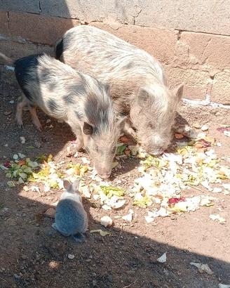 Minipig giuliana