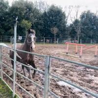 Cavallo a mezza fida