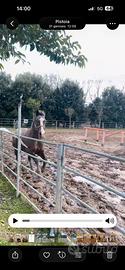 Cavallo a mezza fida