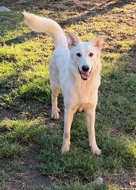 Sole, cane Pastore Svizzero ADOZIONE