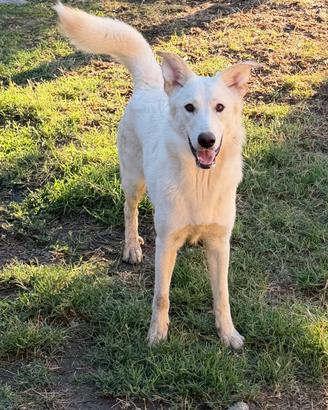 Sole, cane Pastore Svizzero ADOZIONE