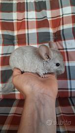Baby Cincillà beige