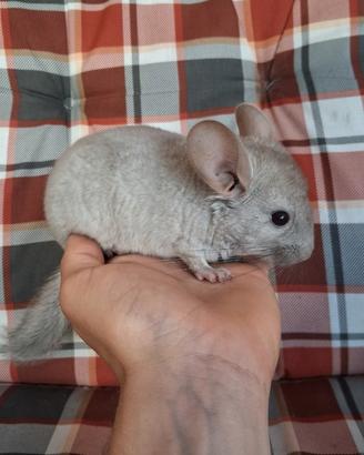 Baby Cincillà beige