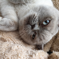 Maschio scottish straicht per accoppiamento