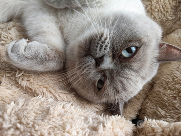 Maschio scottish straicht per accoppiamento