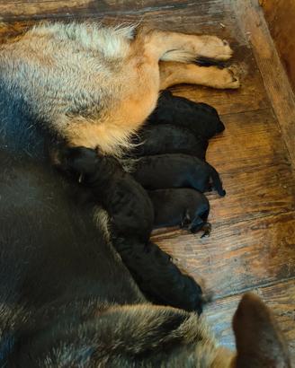 Cucccioli di Pastore Tedesco