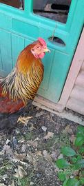 Coppie di brahma