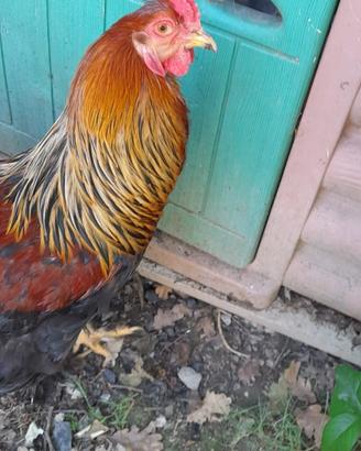 Coppie di brahma