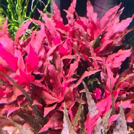 Alternanthera cardinalis Variegata.