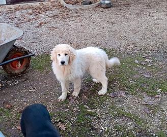 Cucciola di pastore maremmano