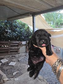 cuccioli cane corso pedigree 