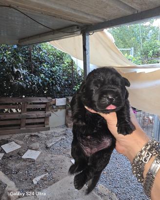 cuccioli cane corso pedigree 
