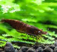 10 Neocaridine Chocolat Sakura, caridina Brown