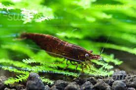 10 Neocaridine Chocolat Sakura, caridina Brown