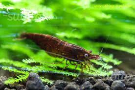 10 Neocaridine Chocolat Sakura, caridina Brown