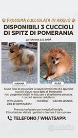 Spitz di Pomerania