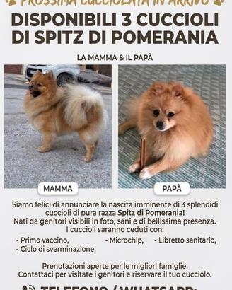 Spitz di Pomerania