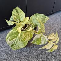 epipremnum 