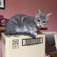 Gattina abituata in casa