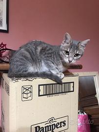 Gattina abituata in casa