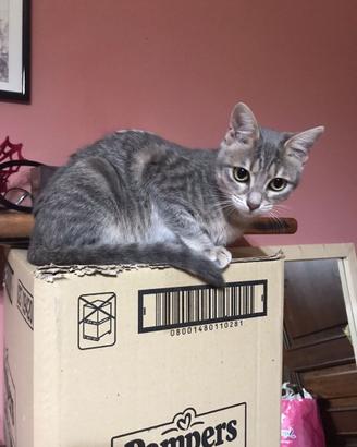 Gattina abituata in casa