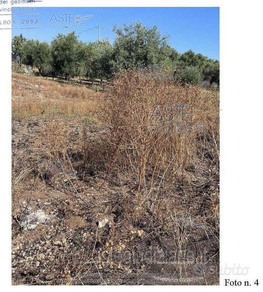 Terreno Agricolo Triggiano [A4294264] - Altro