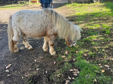 Pony falabella