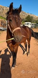 Mini trotter