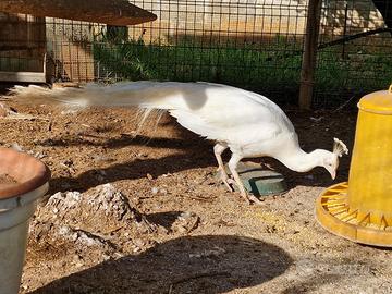 Pavone bianco adulto maschio