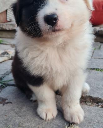 Cuccioli Pastore australiano