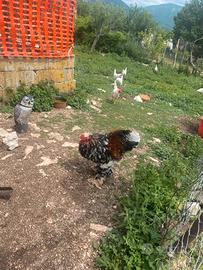 Gallo Brahma